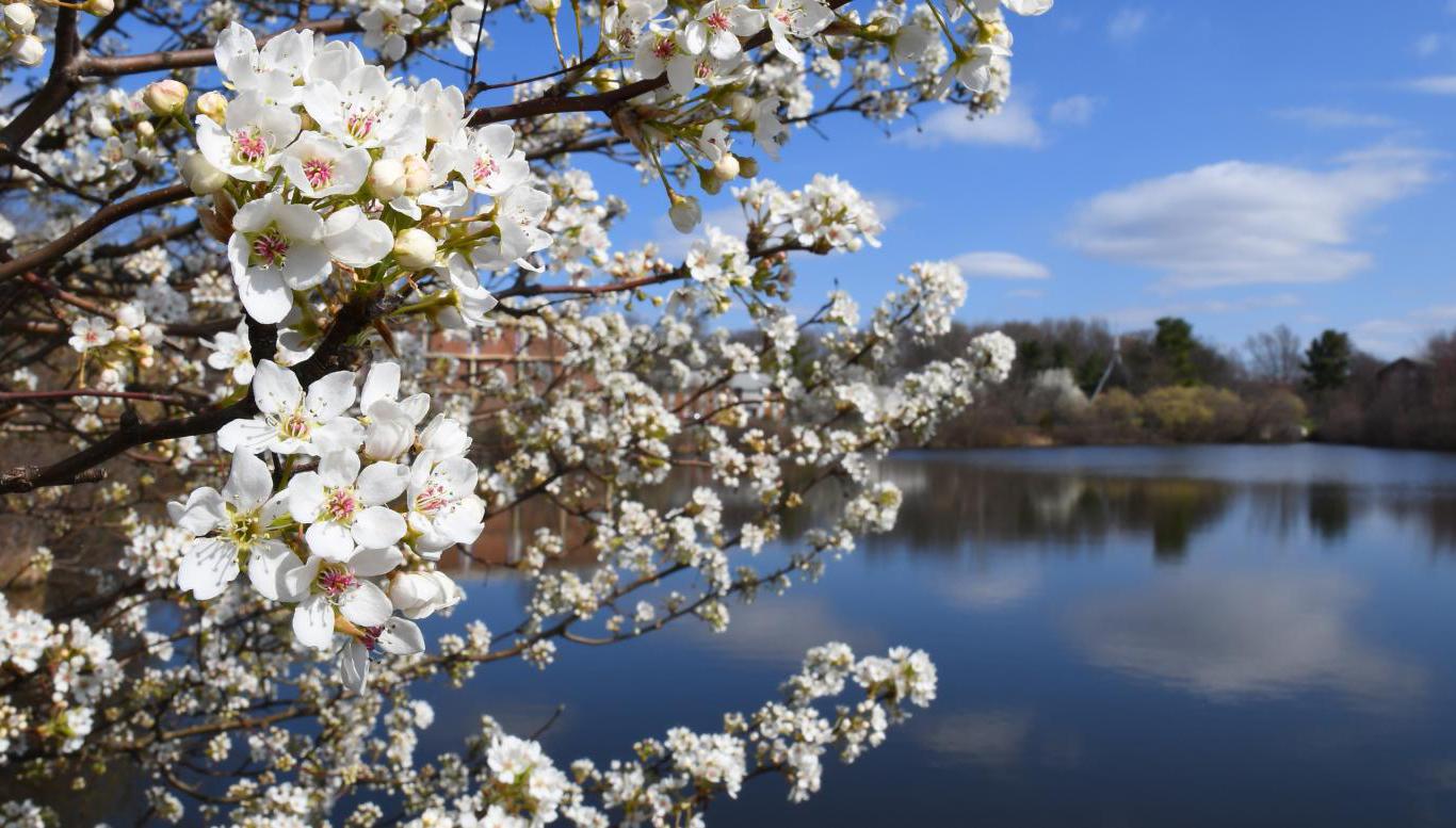 春天，百年湖附近的树木开花