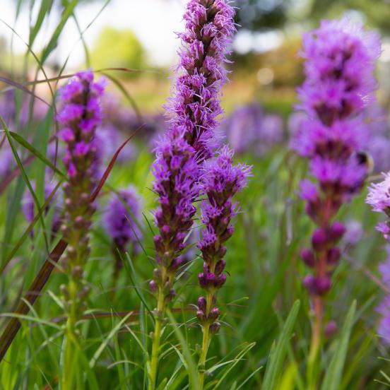 Purple flowers on campus