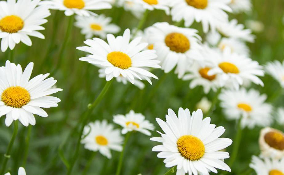 Daisies